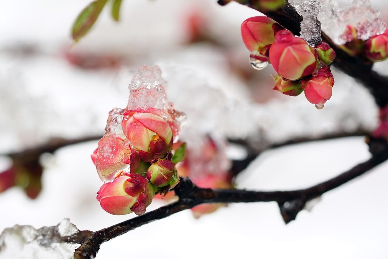 저마다 꽃이 피는 시기가 다르듯이 성공의 시기가 있다